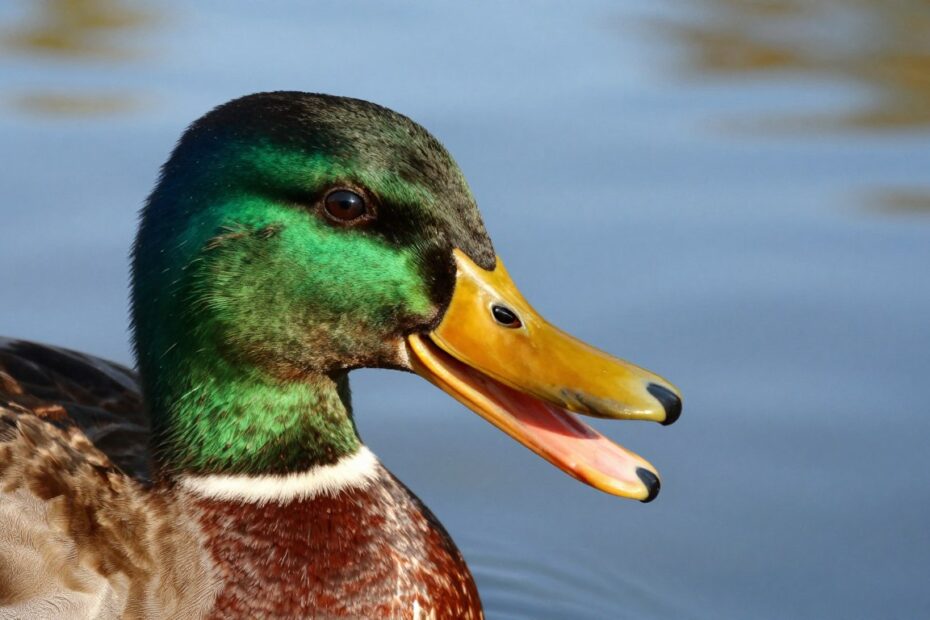 Czy kaczki mają zęby
